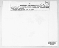 Peronospora conglomerata image
